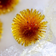 Image for article titled The year's strangest, most beautiful visions of the microverse